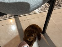 RED BROWN TOY POODLE YAVRULAR EV ORTAMINDA BÜYÜMÜŞ