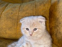 Dünyalar tatlısı scottish fold kedimiz kucak aşığı