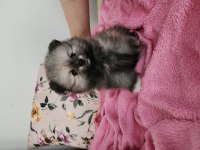Pomeranian Boo