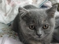British Shorthair Kediler