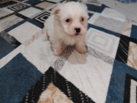 Efsane dişi köpeğimiz
