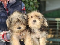 Morkie biblolar