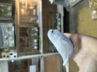 YAVRU FULL EVCİL JUMBO KIRMASI MUHABBET KUŞU