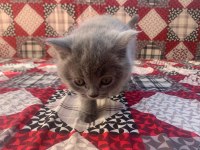 2 AYLIK BRİTSH SHORTHAİR