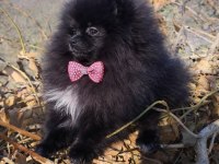 MİKRO TEACUP BOY DİŞİ POMERANİAN BOO