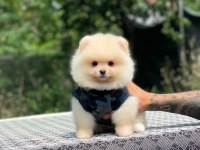Sevimli Pomeranian Yavru Köpekler