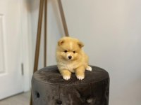 41 günlük pomeranian yavrularımız anne baba orjinal