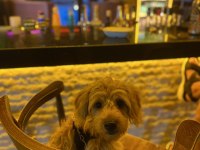 AŞILARI TAM MALTİPOO