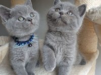 British shorthair blue ANKARA
