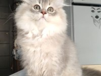 British Longhair Kedilerim