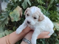 MUHTEŞEM GÜZELLİKTE MALTİPOO YAVRULARIMIZ