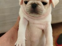 Beyaz pug bebekler yuvalarını arıyorlar
