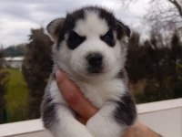 Husky (Sibirya Kurdu) yavrularımız