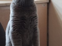 British longhair kedimiz 6 aylık