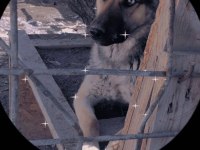 Ücretsiz sahiplendirme 4 yaşında köpeğimiz