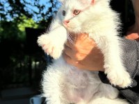 saf kan xl beyaz aslan maine coon yavruları
