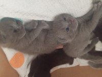 Scottish Fold Ve British Shorthair Yavrular