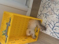 Sevimli cana yakın temiz bakımlı dost kedimiz