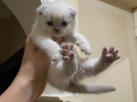 Blue ve blue point scottish fold yavrular