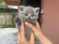 SAFKAN BLUE POİNT BRİTİSH SHORTHAİR YAVRULARIMIZ (SON 4)