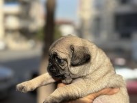 A KALİTE IRK GARANTİLİ PUG MOPS YAVRULAR