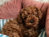 Safkan Kore bebekler toy poodle