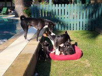 Basenji Cins Yavru Köpekler Özel Irk Türkiyede Yoktur