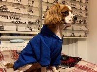 Evinizin neşesi Rom cavalier king