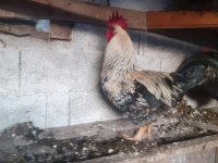 Kesimlik beslemelik köy horozu