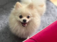 Yavru Dişi Pomeranian Beyaz Bursa