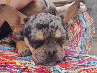 Merle tan dişi french bulldog