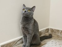 Dişi British Shorthair