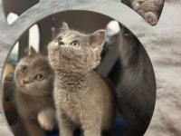 British Shorthair Yavruları