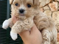 Orjinal Kore Kan Maltipoo
