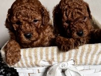 Minik poodle kurabiyeler