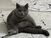 British Shorthair 14 Aylık