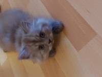 Ender Renkte British Longhair Kızımız