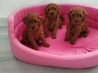 Petmode Köpek Çiftliğinde Ziyarete Açık Toy Poodle