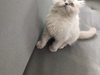erkek yavrular ankara