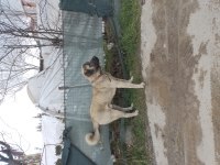Kangal enik