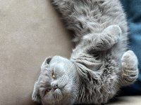 Erkek 1.5 yaşında kısırlaştırılmamış scottish fold