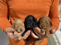 A kalite poodle bebekleri