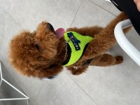 Poodle paskalımıza gerçekten bakacak bir aile arıyoruz
