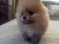 Ev Üretimi Pomeranian Boo