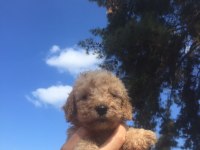 Toy poodle yavrular