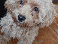 Terrier yavru