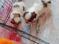 Shih tzu yavrular