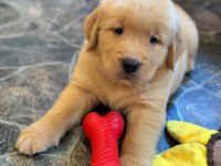 Baby Face Golden Retriever Yavrularımız