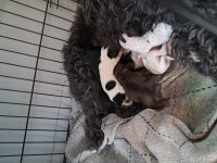 Satılık Melez Dachshund Yavrular