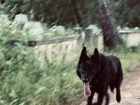Nadir Olanlardan Siyah Kurt Köpeği (Erkek)